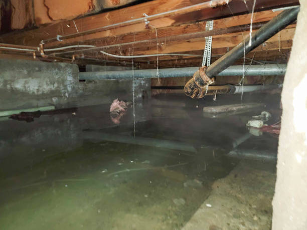 Best Water damage restoration services  in Twin Grove, IL