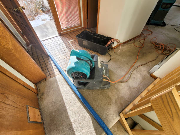 Best Water damage contractors near me  in Twin Grove, IL